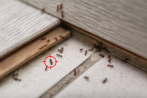 Best Termite Control Services  in Wray, CO