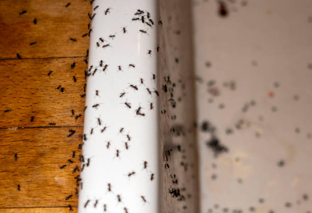 Best Flea Control Services  in Wray, CO